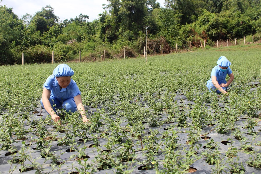 Hiệu quả trồng dược liệu ở Con Cuông 