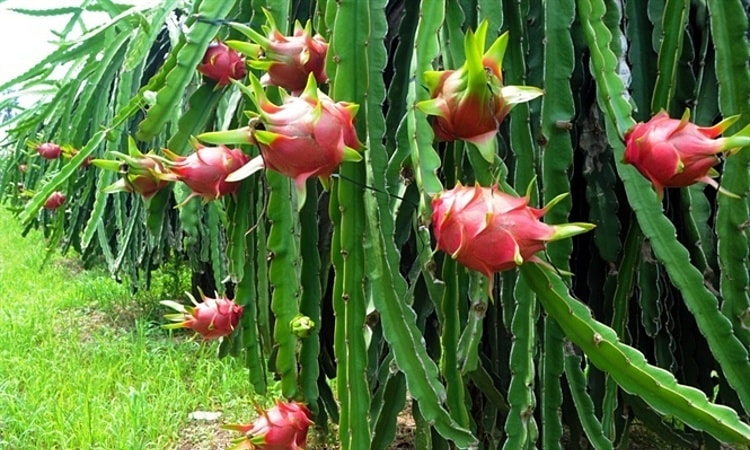 Chuyện hiếm, trái cây Việt Nam xuất mạnh sang Thái Lan