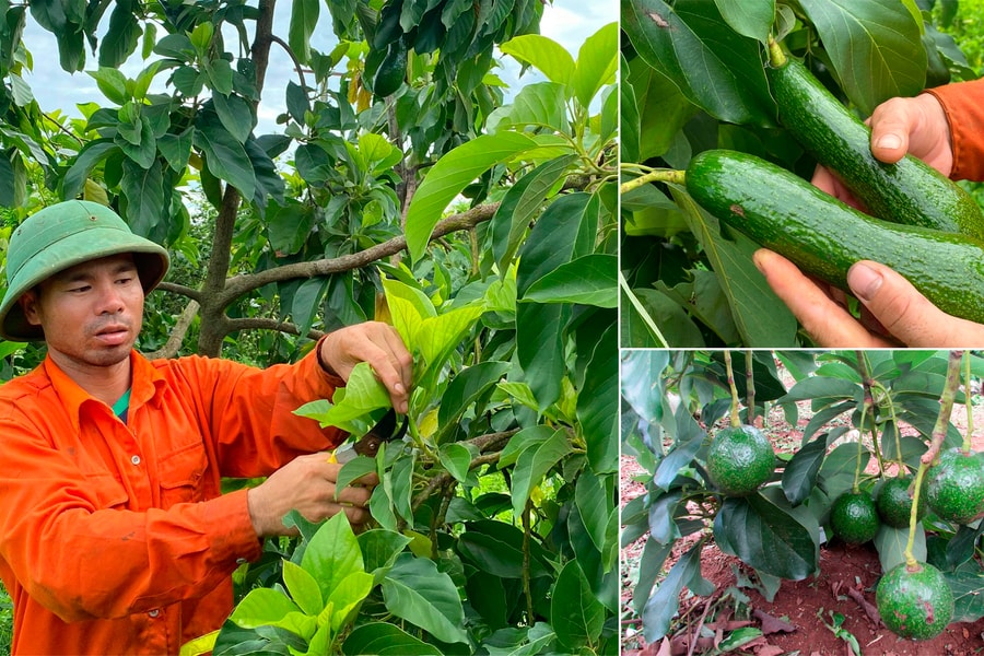 Cây bơ trên vùng đất đỏ Phủ Quỳ