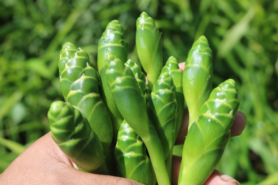 Đồng bào Mông ở vùng cao Kỳ Sơn vào mùa thu hoạch hoa gừng