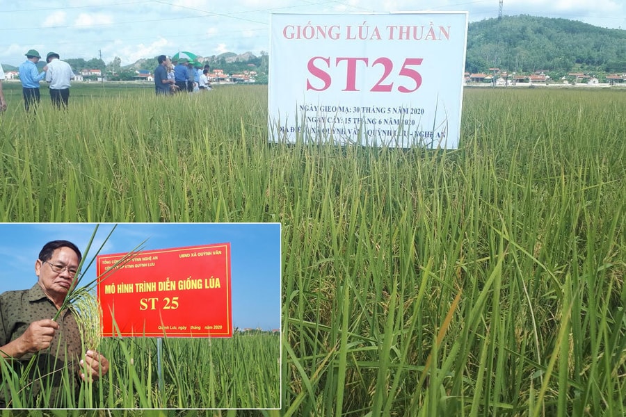 Giống lúa gạo ngon nhất thế giới đã được trồng ở Nghệ An