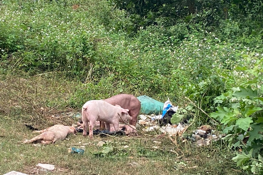 Truy tìm người vứt trộm đàn lợn trăm con ở khu vực giáp ranh Nghệ An-Thanh Hóa