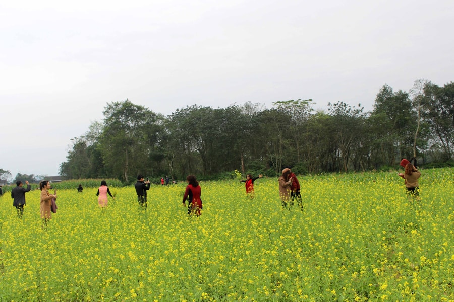 Chiêm ngưỡng cánh đồng hoa cải vàng rực ven sông Lam 