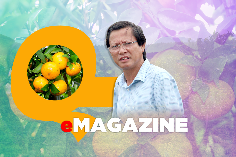 'Quái kiệt Phủ Quỳ' và ‘đường về’ ly kỳ của giống quýt Nghệ - HT1