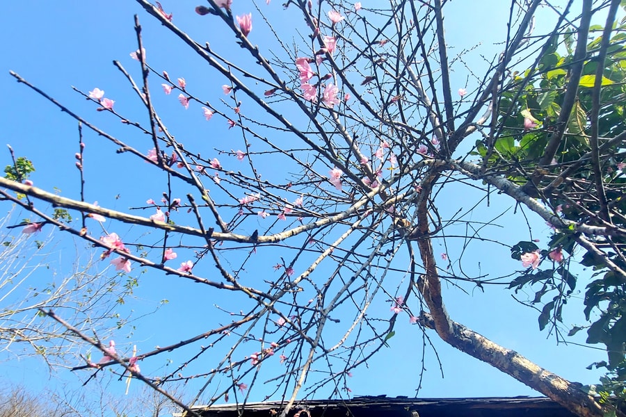 Nghệ An không có đào rừng tự nhiên