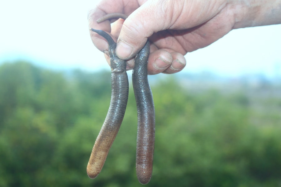 Độc đáo nghề đào 'thần dược' dưới sông ngập mặn ở Nghệ An