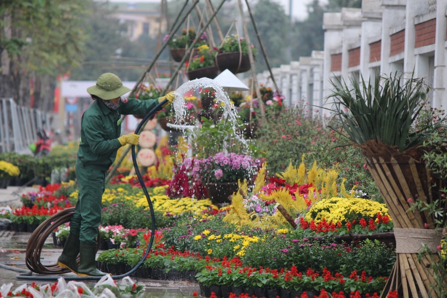 Rực rỡ đường hoa Xuân 2021 ở TP. Vinh