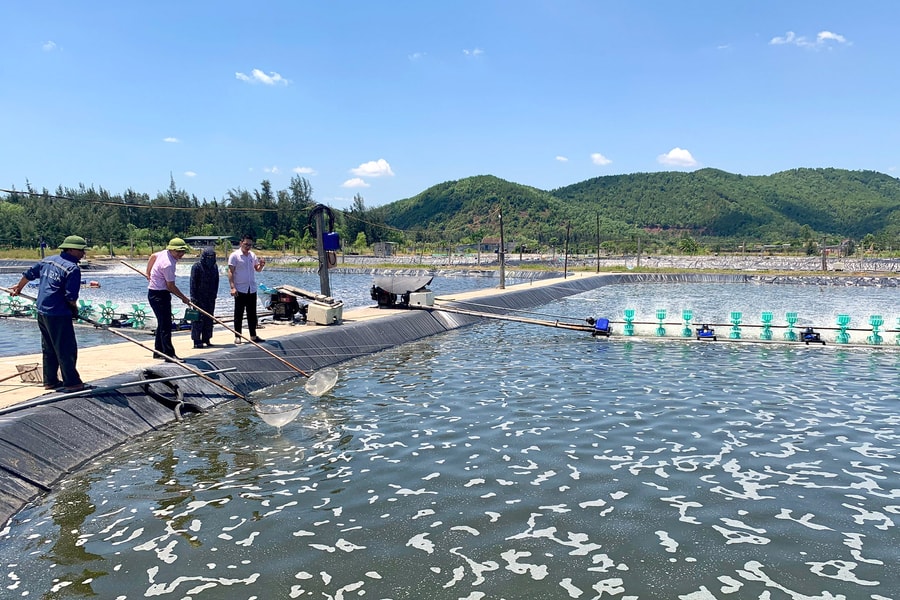 Nghệ An chuẩn bị cho nuôi tôm vụ 1 