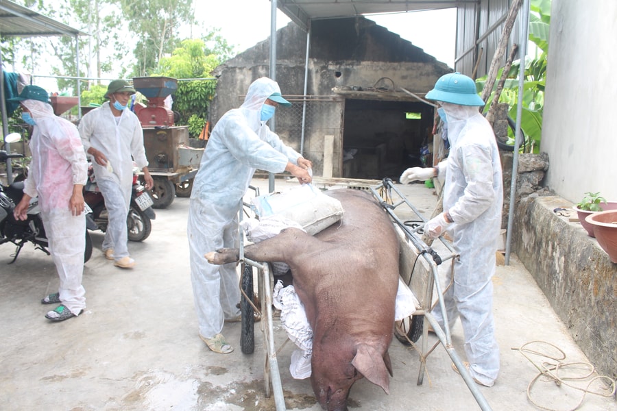 Dịch tả lợn châu Phi tái phát ở Quỳnh Lưu