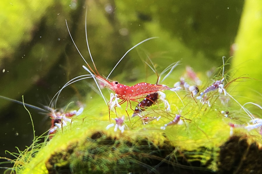 Nuôi tép cảnh - thú chơi cầu kỳ đầy mê hoặc