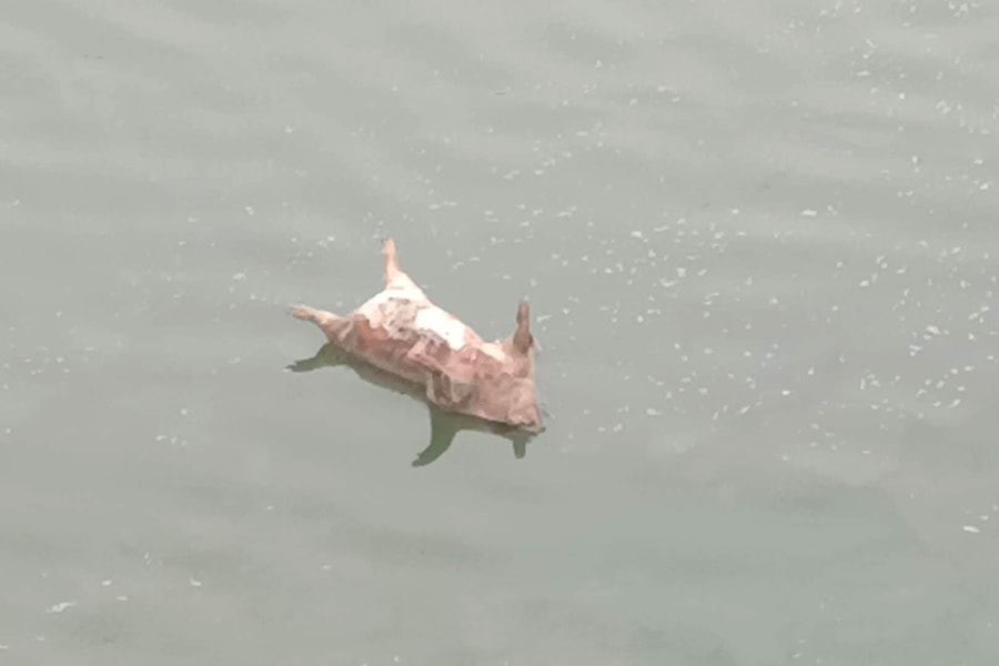 Vứt xác lợn chết ra môi trường, nguy cơ bùng dịch trên diện rộng