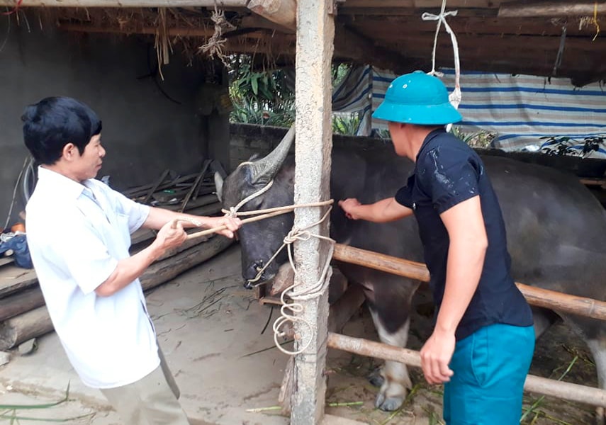 Nghệ An: Đồng loạt tiêm trên 50.000 liều vắc-xin viêm da nổi cục cho trâu, bò 