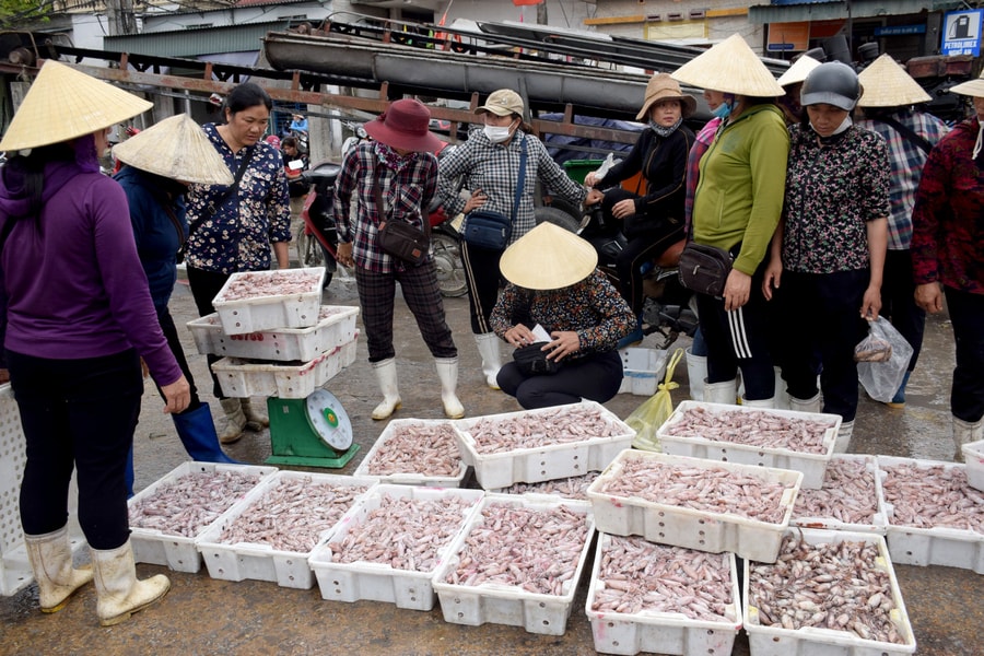  Mực 'luộc tươi' trên tàu cá giúp ngư dân Nghệ An lãi hàng trăm triệu một chuyến biển