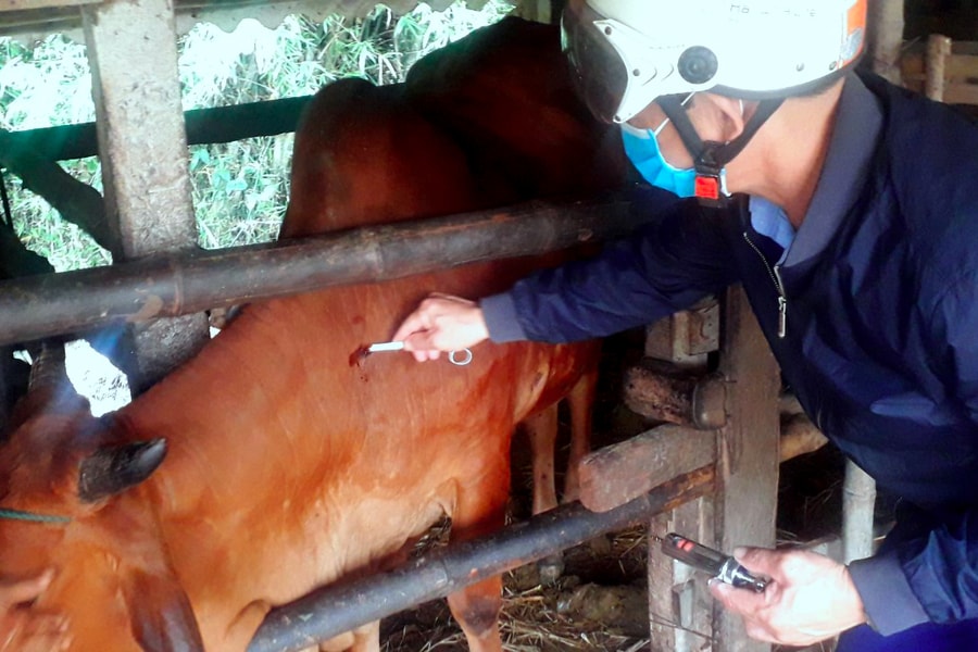 Nghệ An: Tỷ lệ tiêm vắc-xin viêm da nổi cục mới chỉ đạt trên 30%