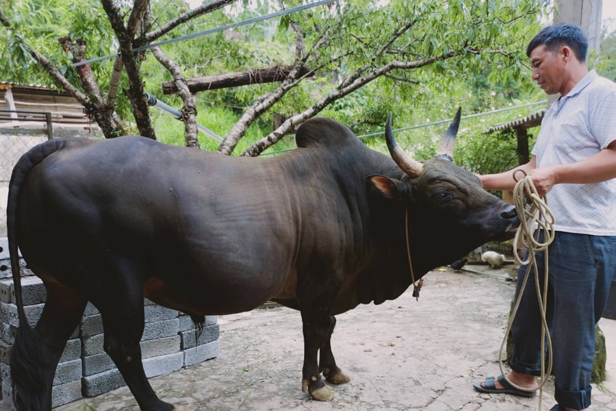 Nghề nuôi bò chọi giá hàng nghìn đô của người Mông Nghệ An