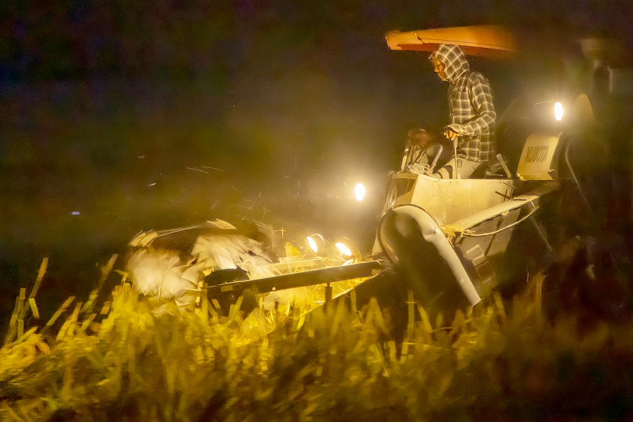 Cận cảnh nhà nông Nghệ An sáng đèn làm đêm tránh nắng nóng