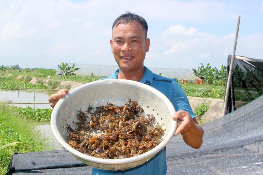 Anh nông dân huyện lúa Yên Thành (Nghệ An) thu bộn tiền nhờ 'thả' cua trên ruộng  