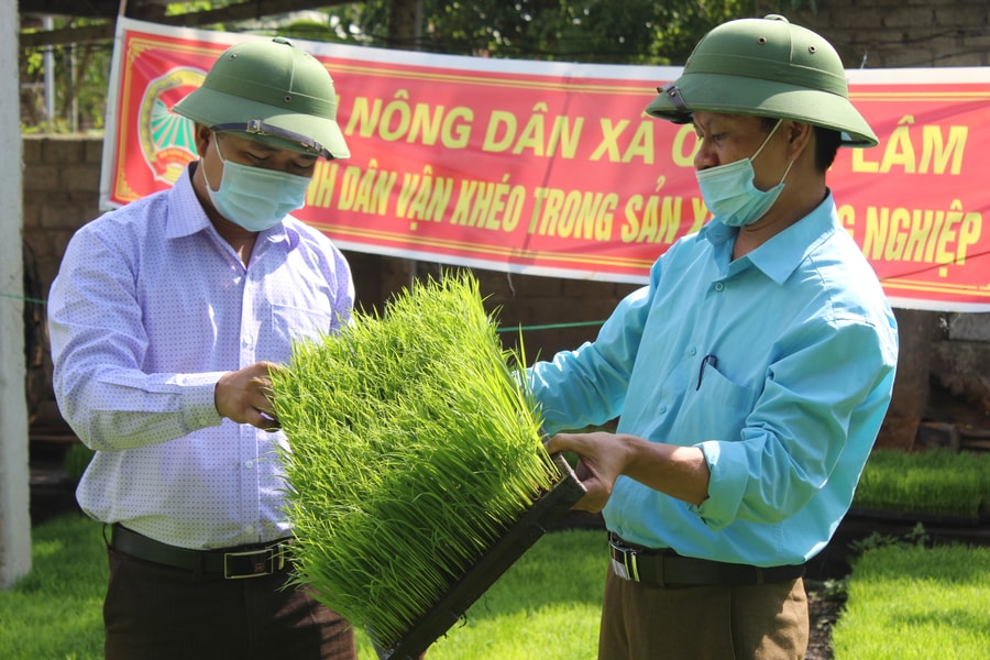 Nông dân Quỳnh Lưu gieo mạ khay và cấy máy tiết kiệm chi phí
