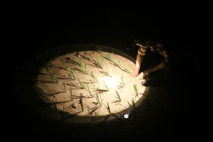 Tránh nắng nóng, người dân Nghệ An chong đèn nhổ mạ, cấy lúa đêm