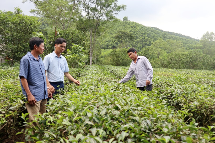 Nông dân và doanh nghiệp Nghệ An 'chia khó'  tiêu thụ chè 'mùa dịch'