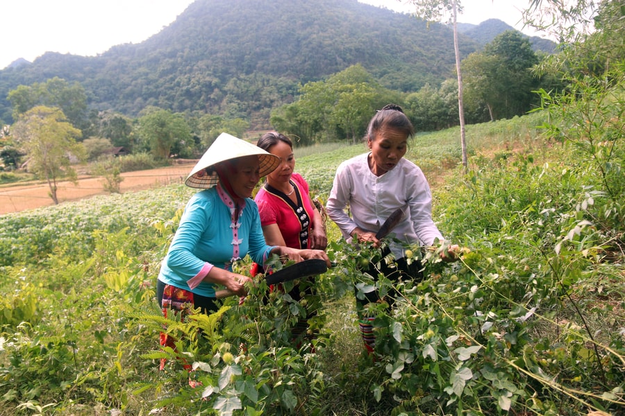 Ngày Tết Đoan Ngọ người Thái lên rừng hái thuốc chữa bệnh 
