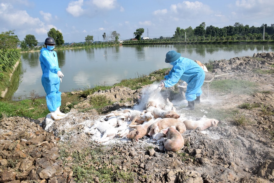 Bệnh dịch tả lợn châu Phi ở Nghệ An đã 'hạ nhiệt'
