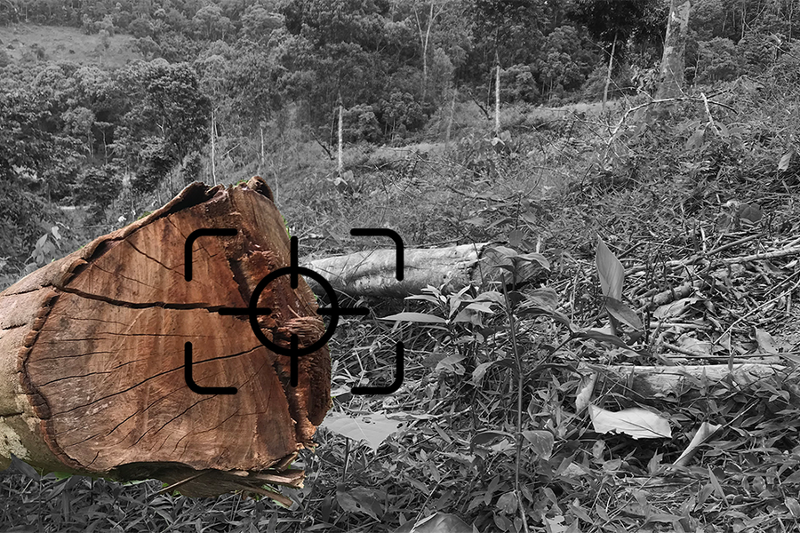 Vụ hủy hoại rừng ở Bắc Sơn (Quỳ Hợp): Phải tiếp tục làm rõ!