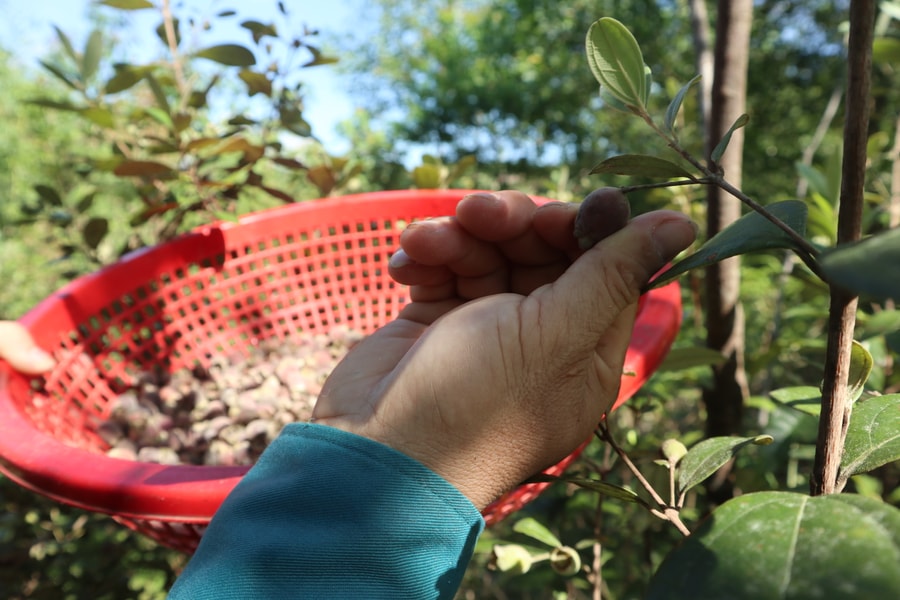 Nông dân Nghệ An đưa 'lộc rừng' về vườn nhà