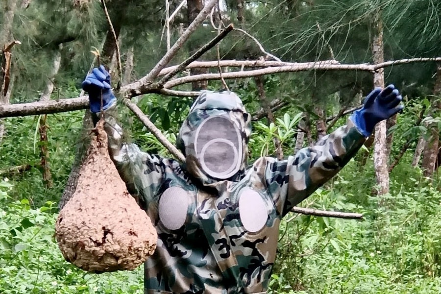 Liều mình săn ong vò vẽ ở Nghệ An