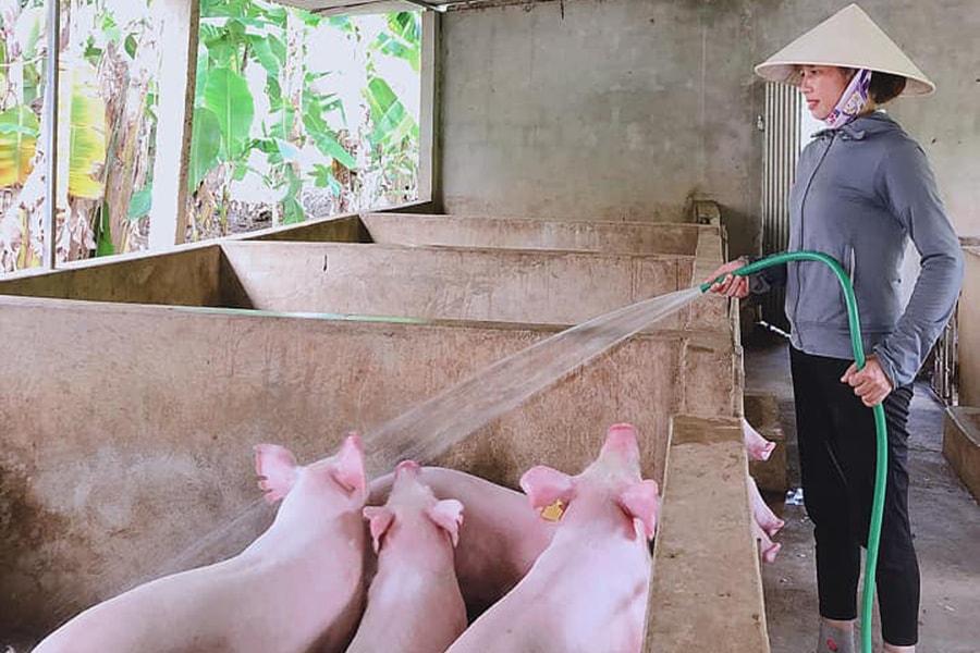 Nghệ An: Giá lợn hơi chạm đáy, nông dân ngại tái đàn