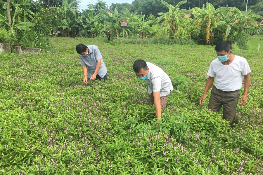 Nông dân Nghệ An trồng húng quế chiết tinh dầu xuất khẩu