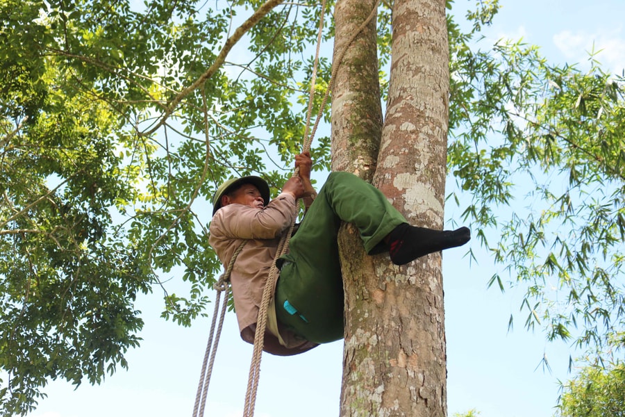 Chênh vênh nghề trèo trám
