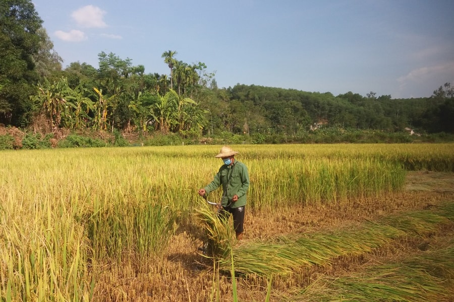 Người dân Nghệ An góp ngày công, giúp gia đình cách ly thu hoạch nông sản
