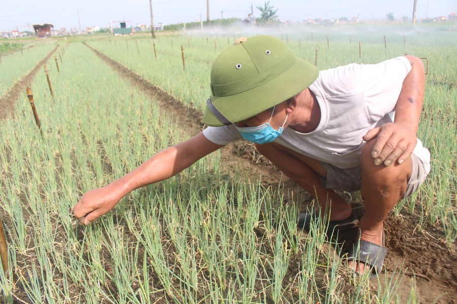 4 giải pháp căn cơ dập dịch sâu keo trên hành hoa ở 'vựa rau' Nghệ An