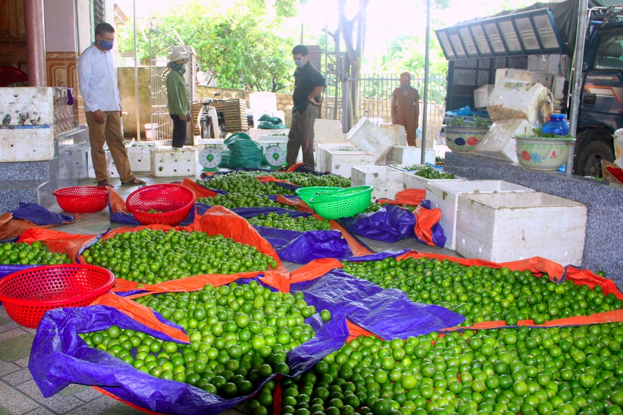 Chanh giảm giá kỷ lục, người dân chẳng buồn thu hoạch