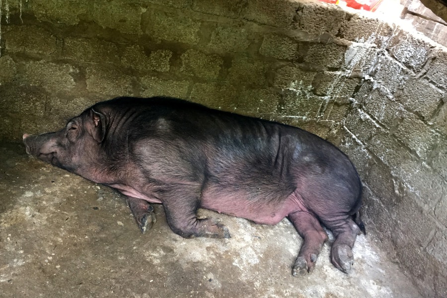 Dịch tả lợn châu Phi tái phát trên địa bàn 3 xã, thị trấn của huyện vùng cao Nghệ An