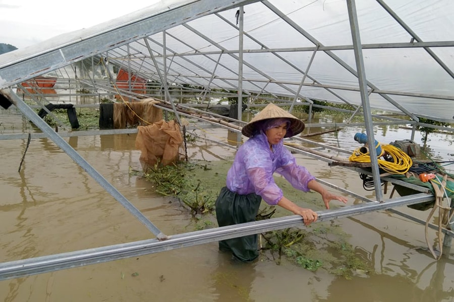 Ao hồ ngập băng, nông dân Nghệ An 'khóc ròng' vì mất trắng tiền tỷ