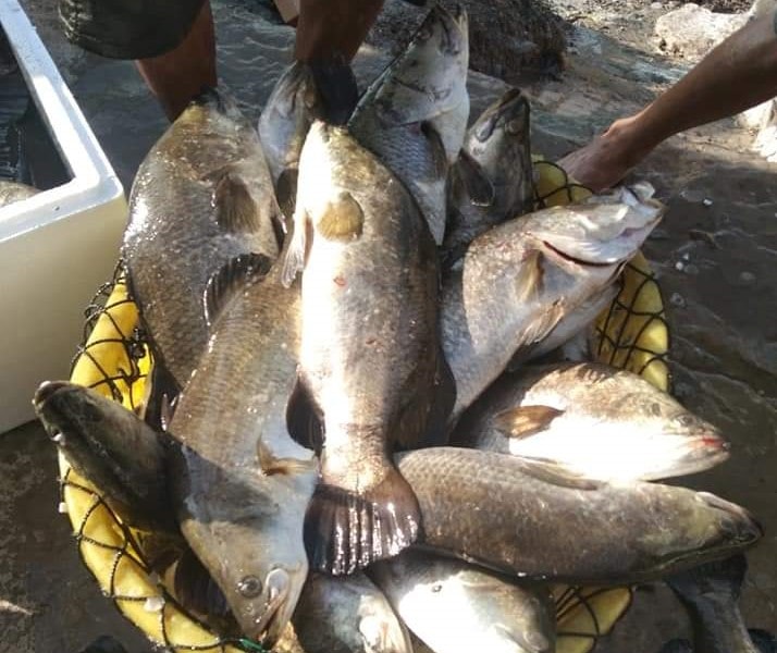 Hàng trăm tấn cá đặc sản của Nghệ An 'tắc' đầu ra