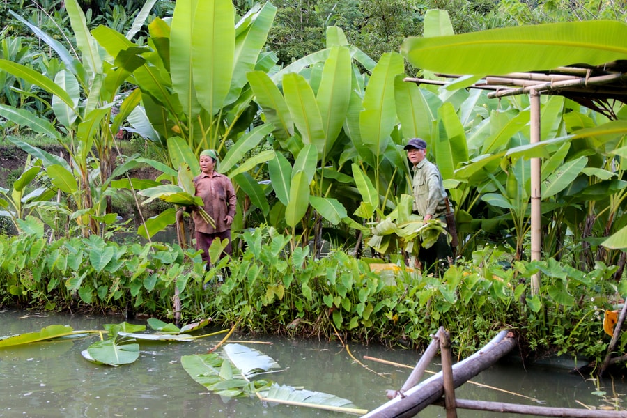 Trồng chuối rừng lấy lá, nhiều hộ vùng cao Nghệ An thu nửa triệu đồng/ngày