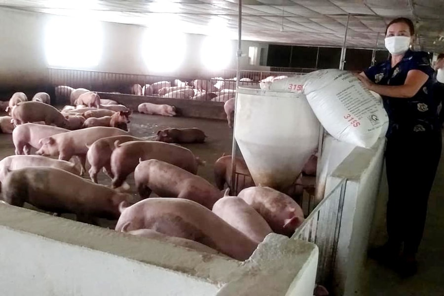 Giá lợn hơi còn duy trì mức thấp từ nay cho tới Tết Nguyên đán