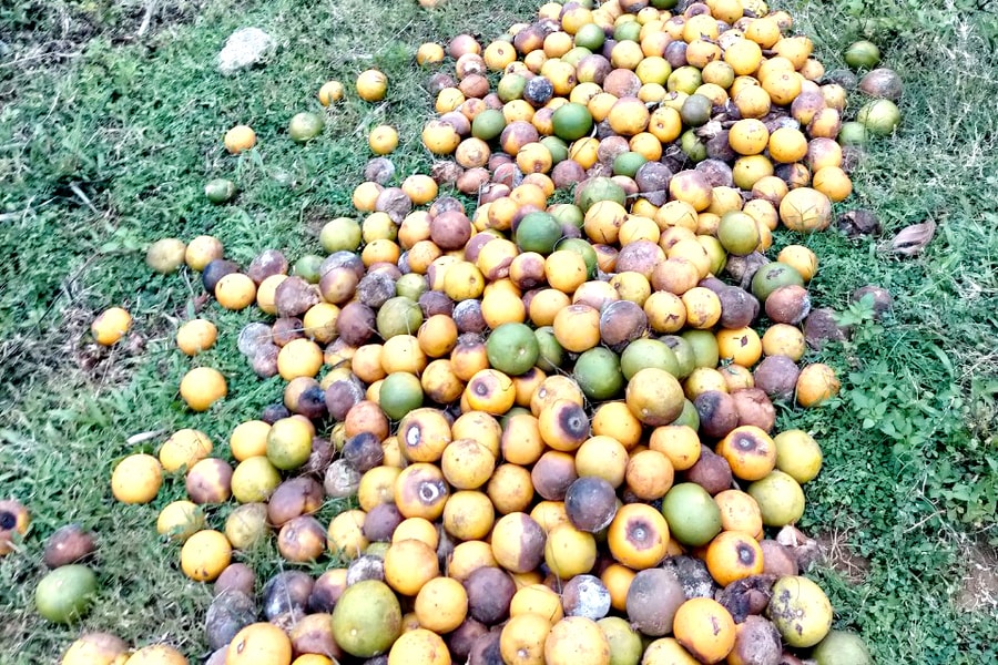 Đi tìm nguyên nhân cam Nghệ An rụng quả hàng loạt