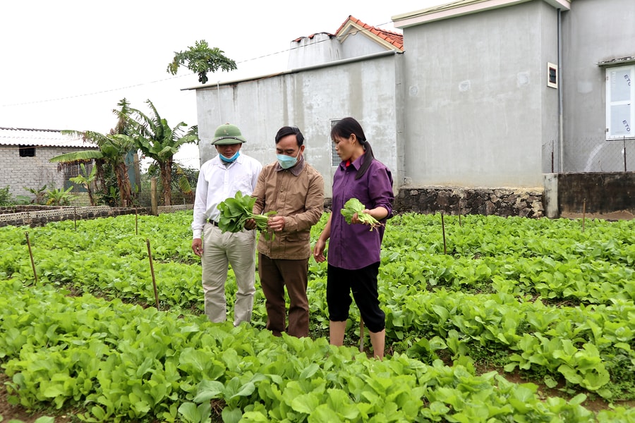 Rau vụ đông sớm bán giá gấp nhiều lần chính vụ, nông dân Nghệ An phấn khởi