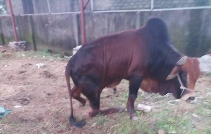 Xót xa đàn bò 5 con của người dân Nghệ An bị kẻ gian chặt đứt chân