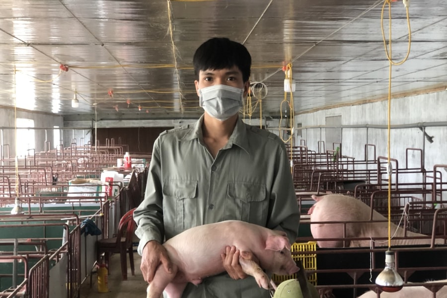 Con giống khó tiêu thụ, nhiều trang trại Nghệ An giảm quy mô lợn nái