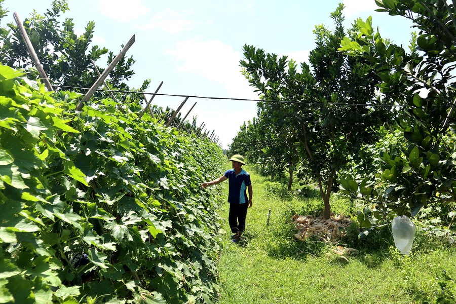 Nông dân Nghệ An tiết kiệm chi phí, giảm rủi ro từ biện pháp trồng xen canh