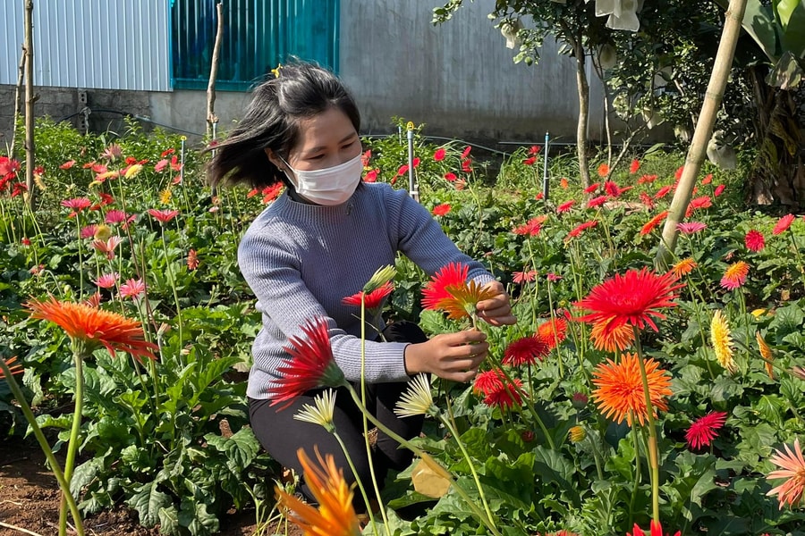 Mô hình trồng hoa đồng tiền trên vùng đất đỏ