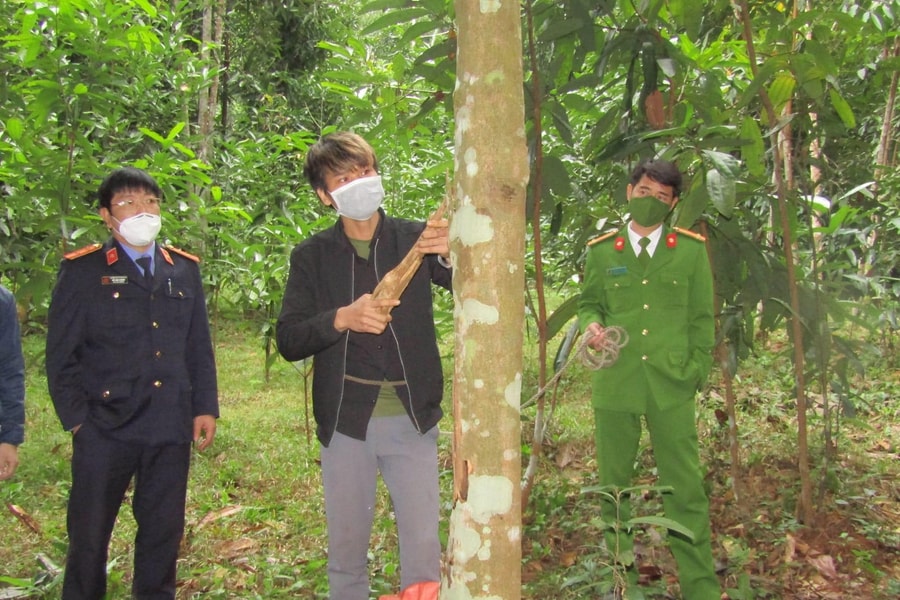 Công an Quế Phong tìm bị hại các vụ trộm quế