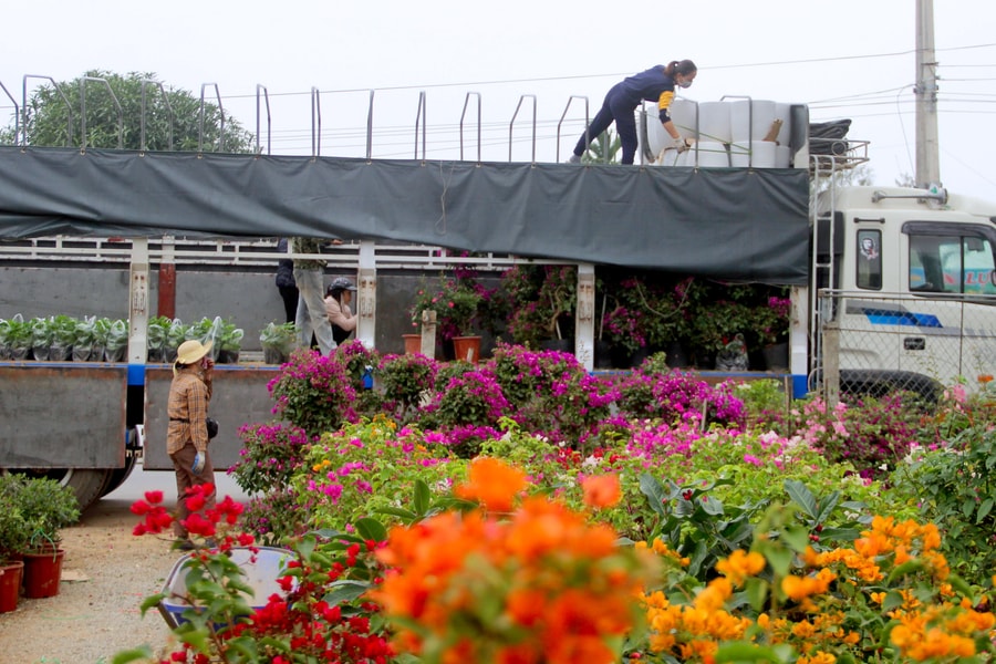 Nghệ An: Phí vận chuyển tăng cao kỷ lục, nhiều chủ vườn gặp khó vụ Tết