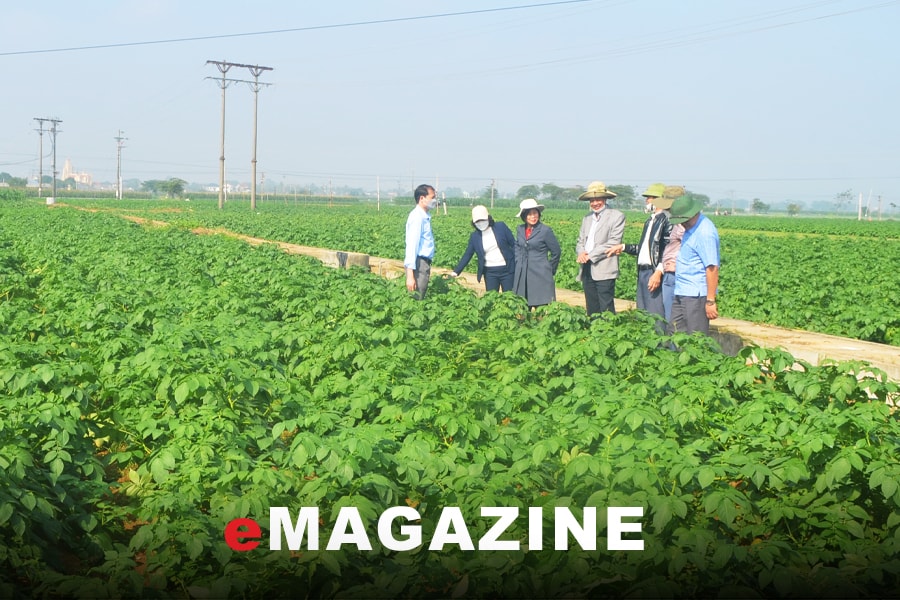 Khoai tây Alantic về đất Nghệ An