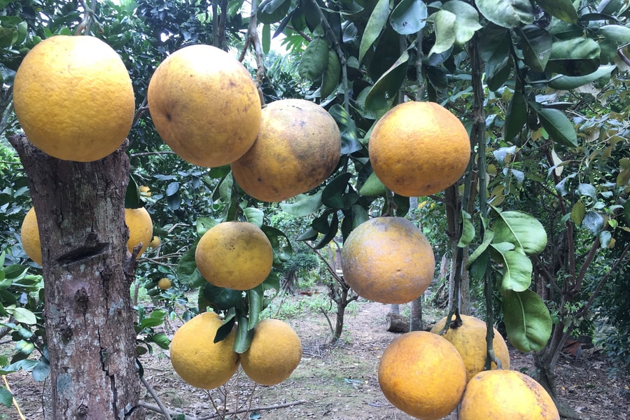 Những vườn bưởi chín vàng trĩu quả đón Tết ở Giang Sơn Đông